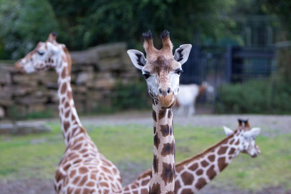 <p>Houston's giraffe cam provides some entertaining footage. Sit comfortably and watch the long-necked creatures chomp on vegetables and enjoy the sunshine. It even enables you to zoom in to the enclosure for a closer look. </p><p><a class="link " href="https://www.houstonzoo.org/explore/webcams/giraffe-feeding-platform/" rel="nofollow noopener" target="_blank" data-ylk="slk:WATCH NOW;elm:context_link;itc:0;sec:content-canvas">WATCH NOW</a></p>