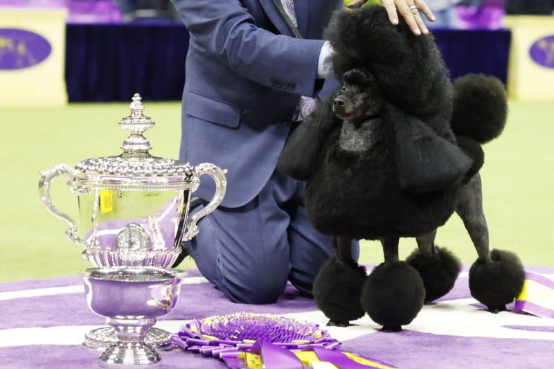 Handler Kaz Hosaka holds Sage the miniature poodle with the championship trophy after winning Best in Show at the 148th Annual Westminster Kennel Club Dog Show presented by Purina Pro Plan at the USTA Billie Jean King National Tennis Center on Tuesday in New York City. Photo by John Angelillo/UPI