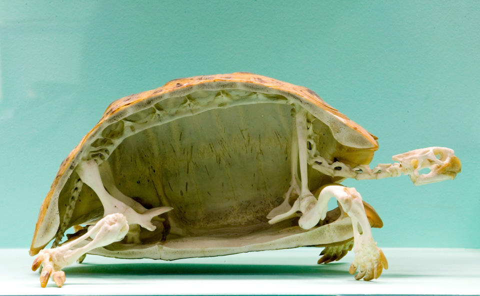 A turtle skeleton