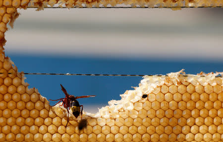 A wasp is seen during the performance of "Beard of Bee" before the upcoming Egyptian Agricultural Carnival of Beekeeping at Shebin El Kom city in the province of Al- Al-Monofyia, northeast of Cairo, Egypt November 30, 2016. Picture taken November 30, 2016. REUTERS/Amr Abdallah Dalsh