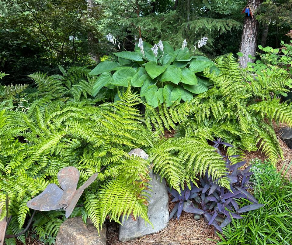 Hostas and ferns look great together with the structure of the rock and a few other plants for color