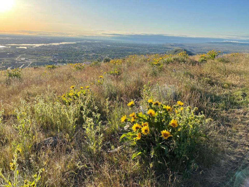 Tri-Citians waiting for hot weather will have to be patient this year. The cooler spring and rain has brought a big crop of wildflowers but it may not be enough to quench drought conditions.