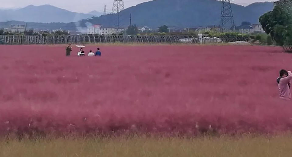 Tourists reportedly ignored the rope barriers and trampled on a field of pink muhly grass in China. 