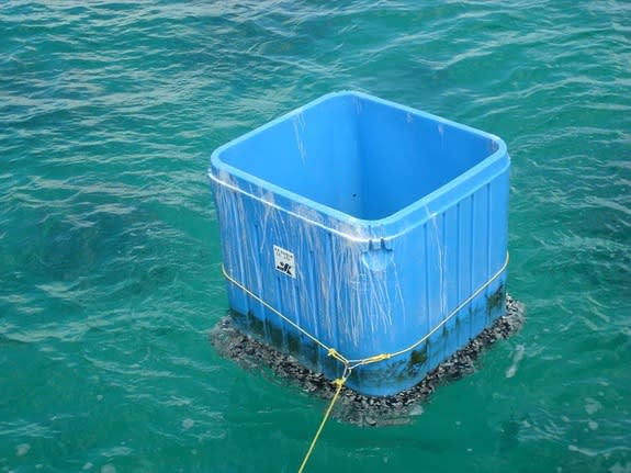 This plastic fish-holding bin measures four feet on each side. The growth of marine organisms at its bottom indicates it has been at sea for some time.