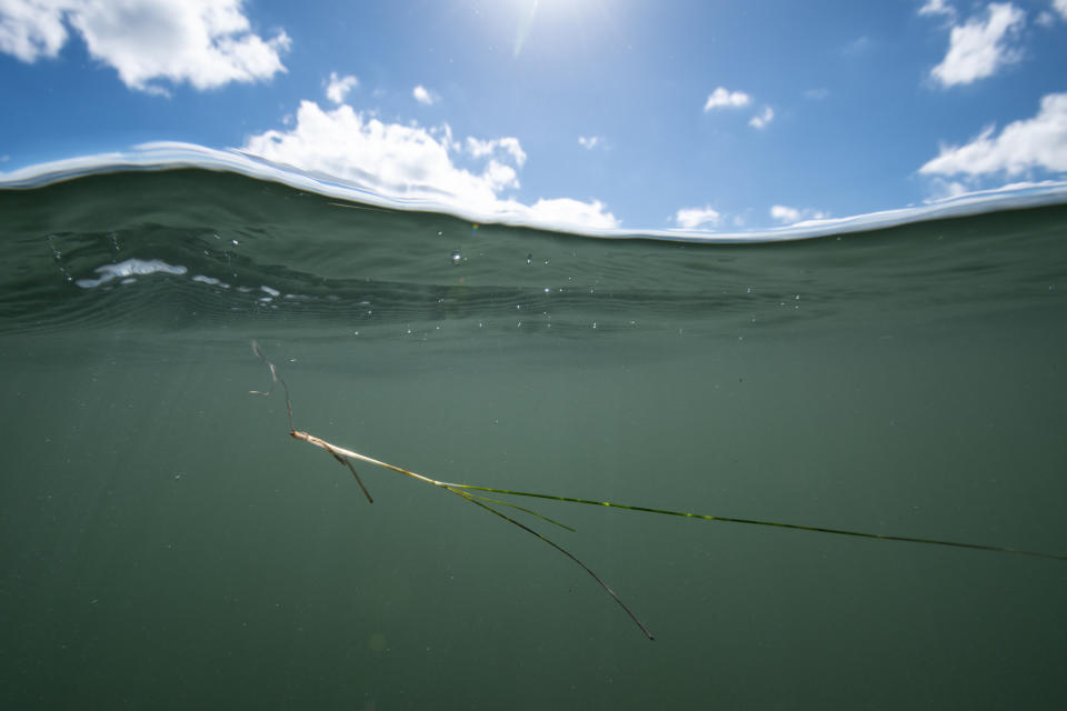A piece of dislodged seagrass floats beneath the surface in the Biscayne Bay Aquatic Preserve, Florida. (Photo: Jennifer Adler for HuffPost)