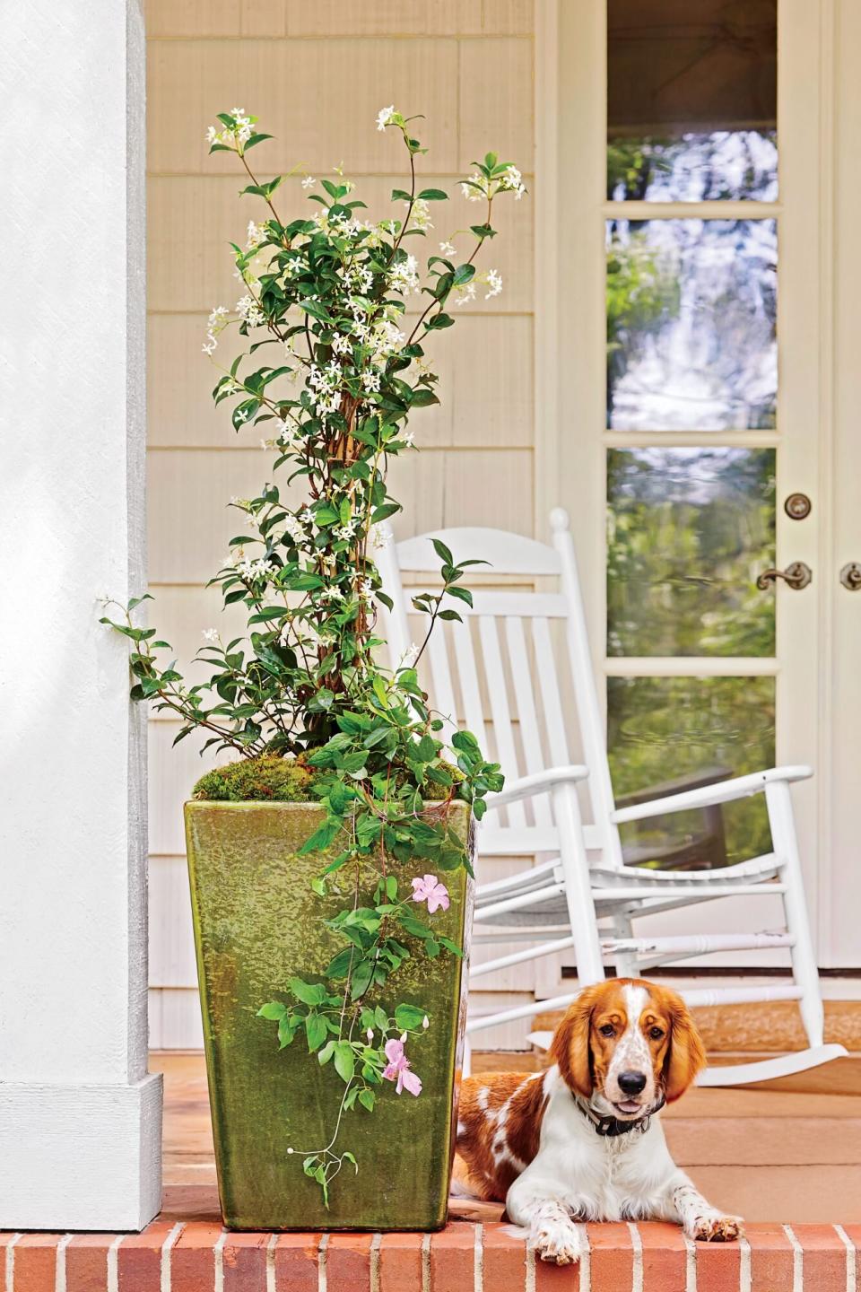 Clematis Vine and Confederate Jasmine Container Garden