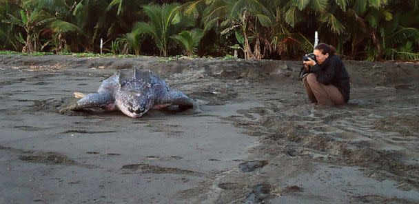 PHOTO: A leatherback sea turtle at Mondonguillo-Laguna Urpiano at Costa Rica. (Courtesy Marga Rivas)