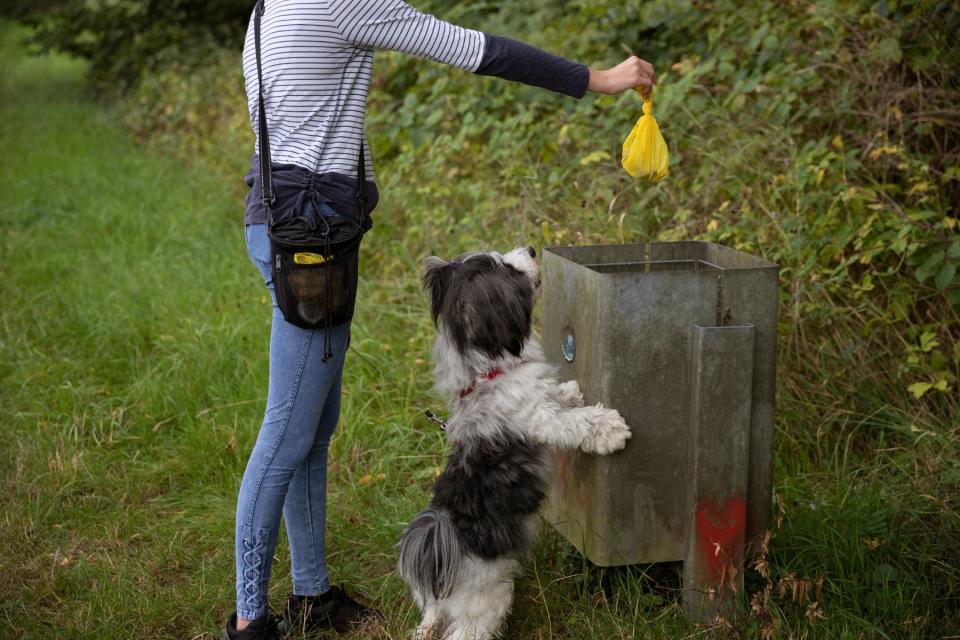 Dog owner throws dog poo bag in bin, as small dog looks on