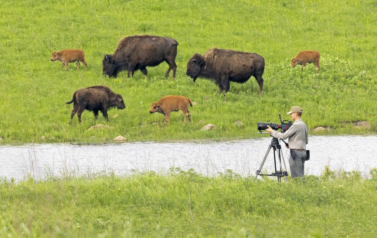  The American Buffalo on PBS 