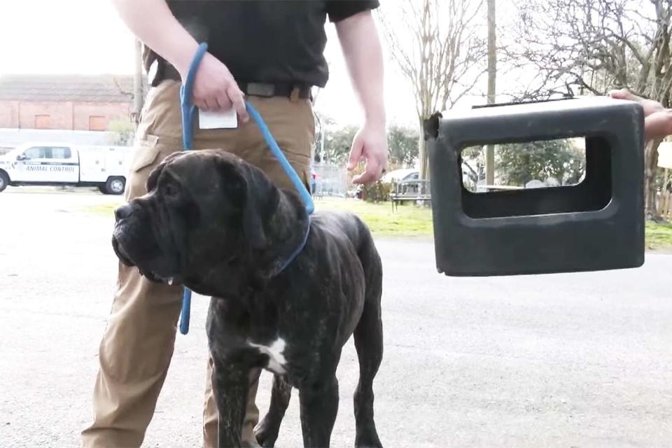 Bear the dog and the box that was stuck on his head