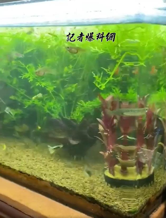 影／地牛翻起全台有感　中部掀｢大浪｣小魚四處逃串網驚：快暈船！