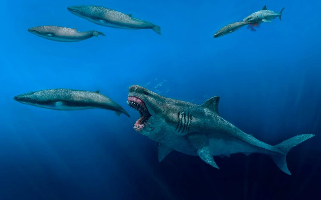 Megalodon - J. J. Giraldo via AP