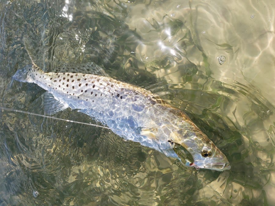 A speckled seatrout with a gold spoon in its mouth in clear water over a sandbar with seagrass in Tampa Bay, Florida. (Getty)