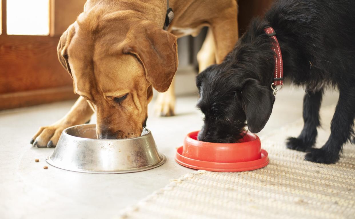 two dogs eating from food bowls on the ground