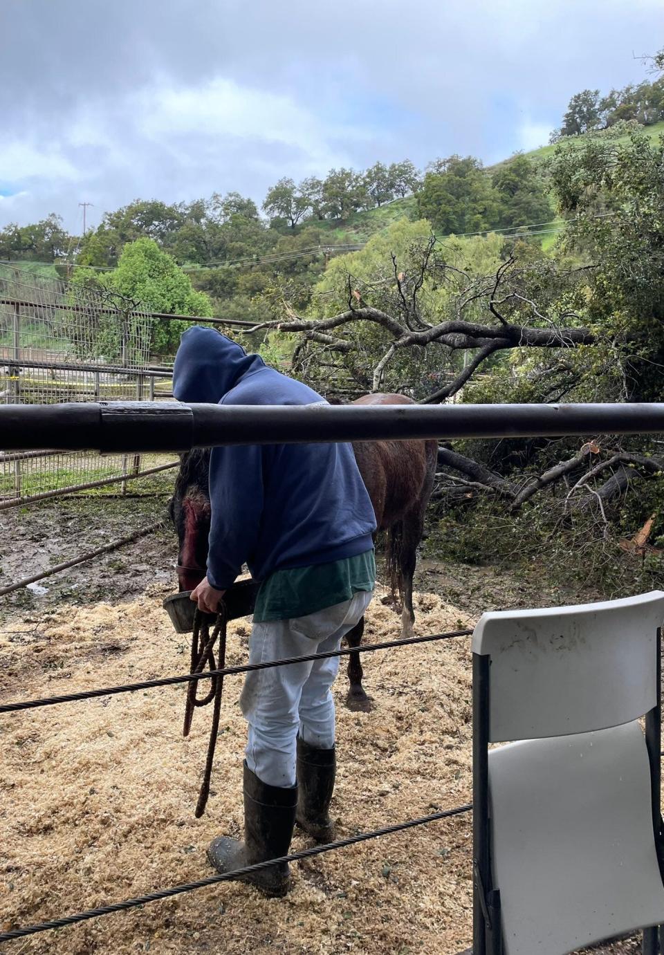 Ventura County firefighters freed two horses in the Oak View area after a tree fell on Wednesday during recent rains. One of the horses was initially thought to have died but survived, officials said.