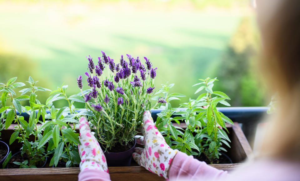 Wer aktuell auf der Suche nach neuer Ausrüstung für den Garten ist, der kann bei eBay gerade manchen guten Deal abstauben.