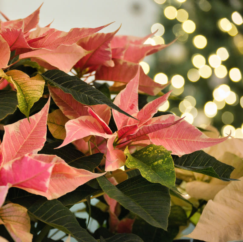 Poinsettias<p>Ron Dauphin/Unsplash</p>