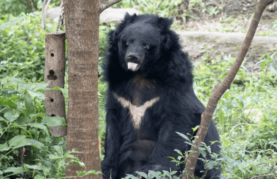 高齡34歲的「小熊」為「熊瑞」級的黑熊爺爺。（台北市立動物園提供）