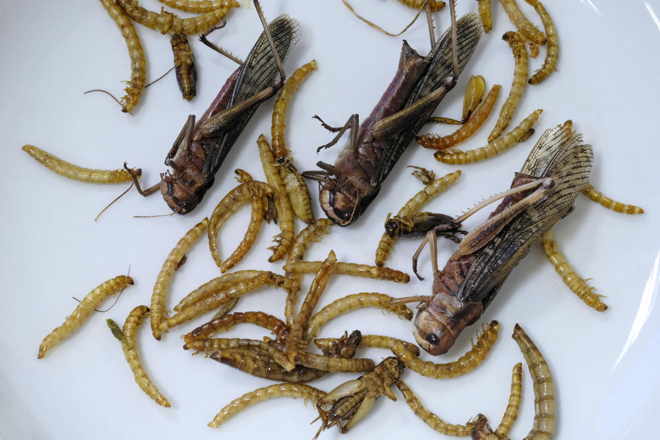 Fried edible mealworms and grasshoppers