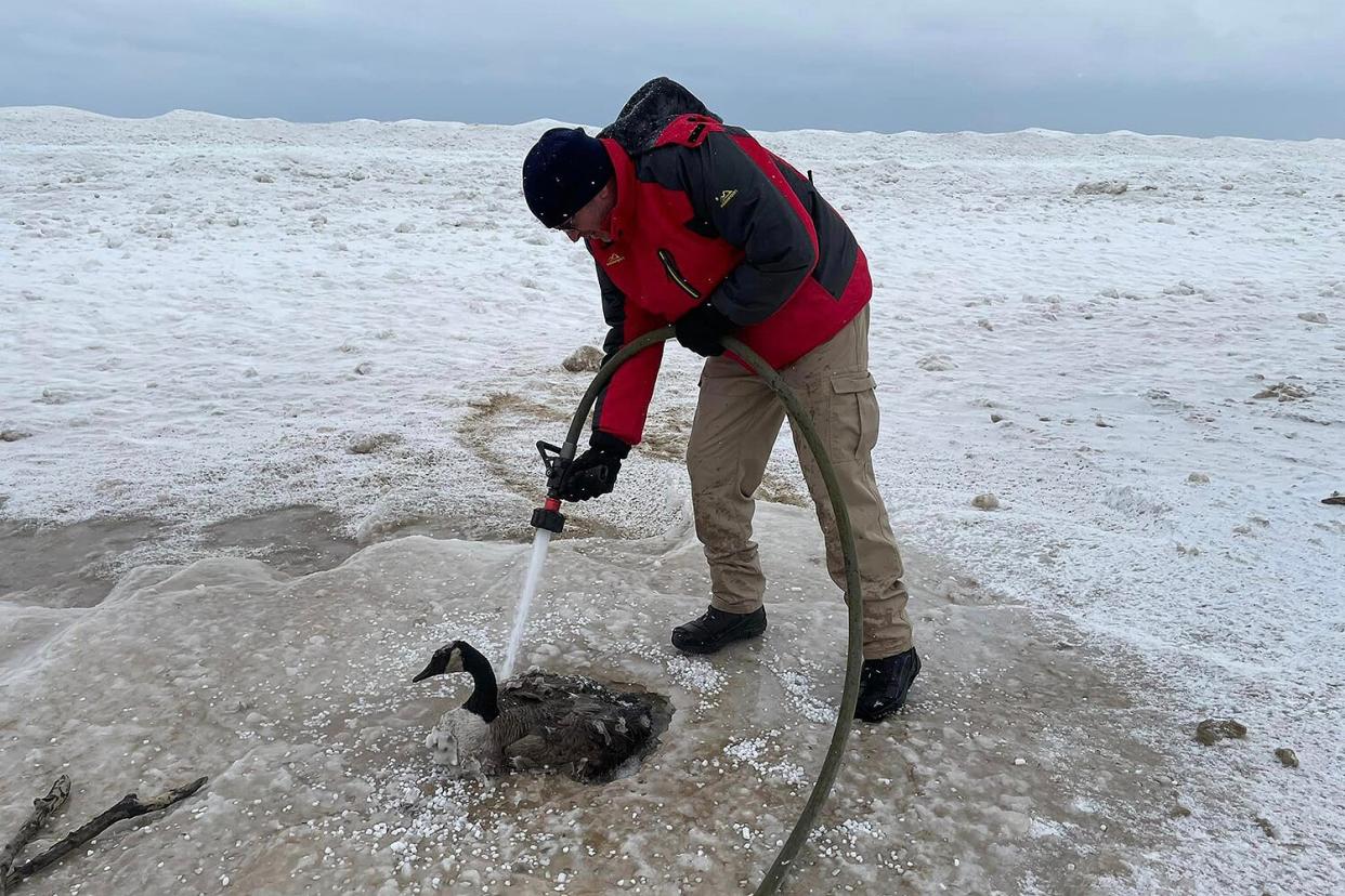 Firefighters save frozen goose