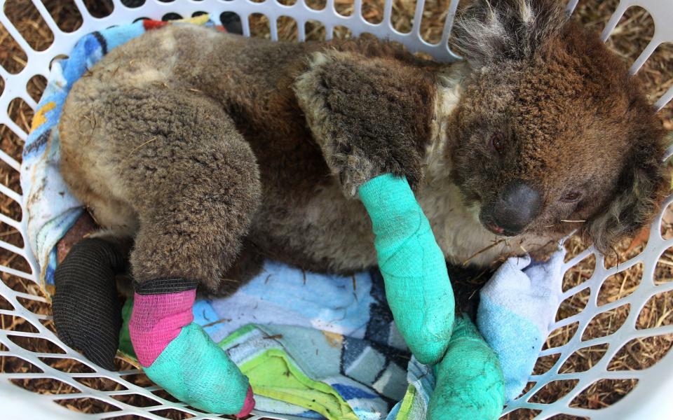 Animals, including koalas, were injured in the blazes - Lisa Maree Williams/Getty Images