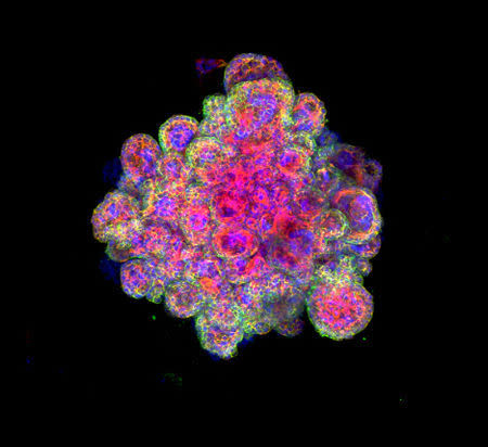 A confocal image of a trophoblast organoid stained for cytokeratin 7, F-actin and Dapi is seen in this undated picture handed out by the University of Cambridge, Britain. Margherita Turco/University of Cambridge/Handout via REUTERS