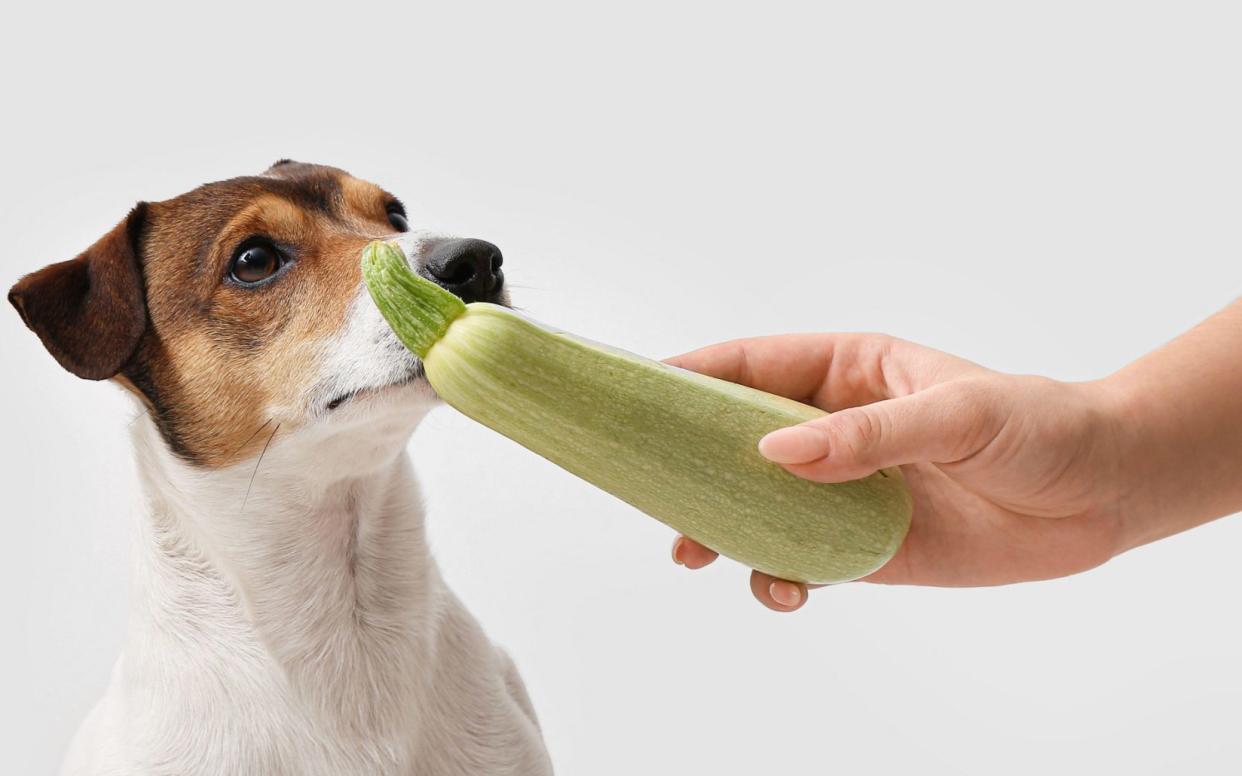 Dog being fed courgette - Alamy