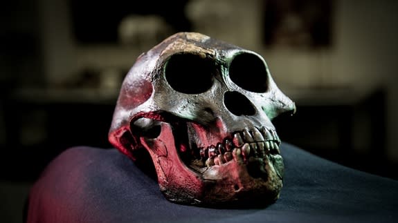 Cast of the skull of Lucy the australopith <em>Australopithecus afarensis</em> from Ethiopia.