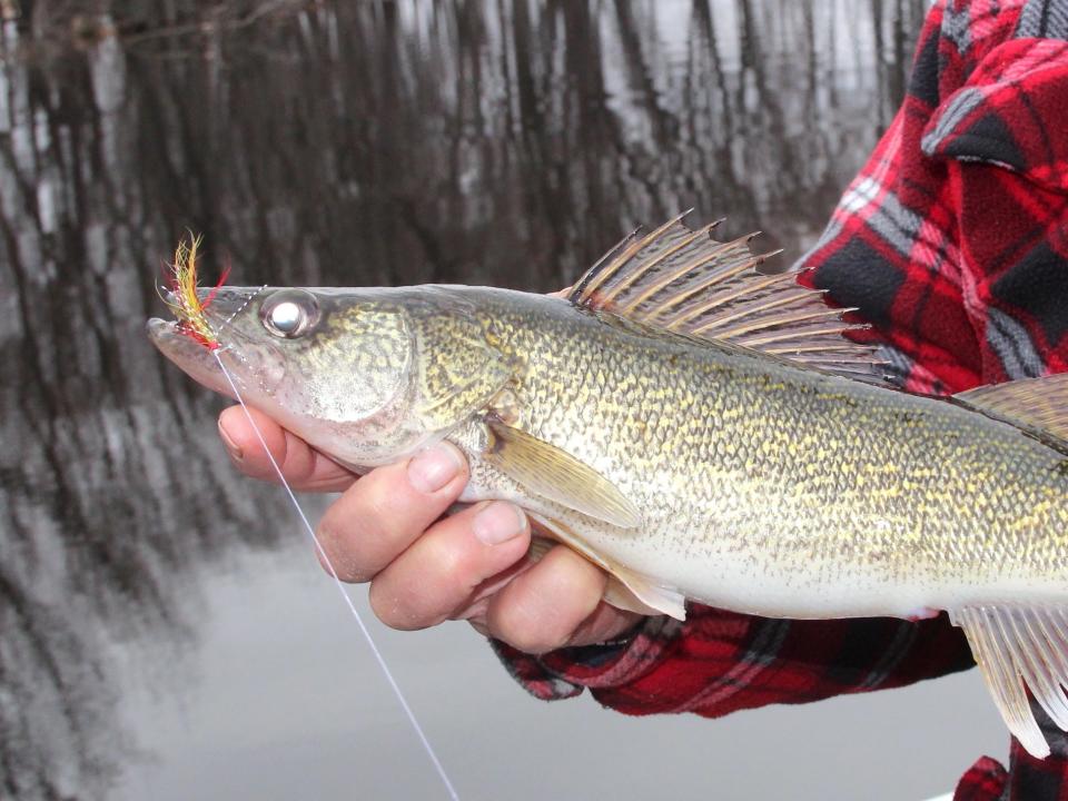 Walleye fishing is expected to be good for the May 4 opening of Wisconsin's 2024 inland fishing season, according to the Department of Natural Resources.
