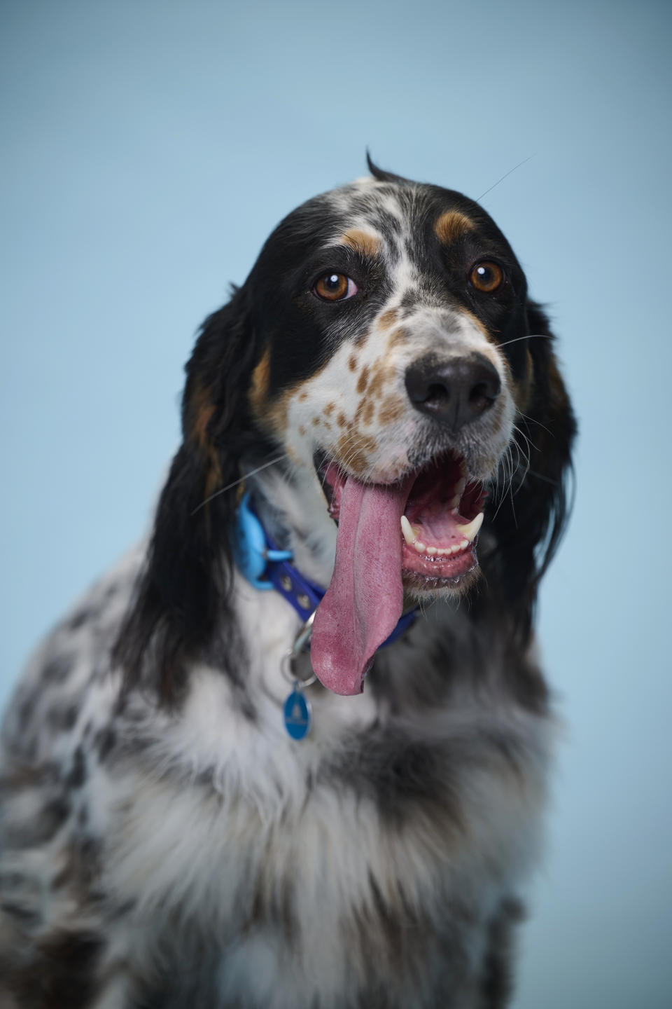 Hund mit herausgestreckter Zunge