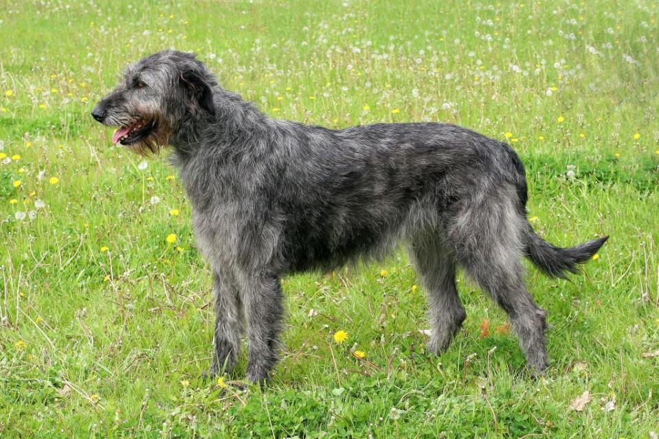 Gray Irish Wolfhound in a spring garden