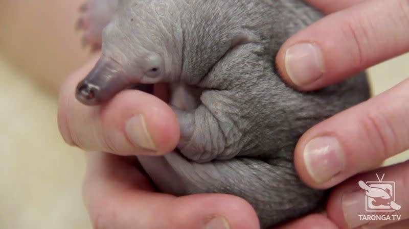 A rescued short-beaked echidna puggle is held by a person at Taronga Wildlife Hospital in Sydney, Australia