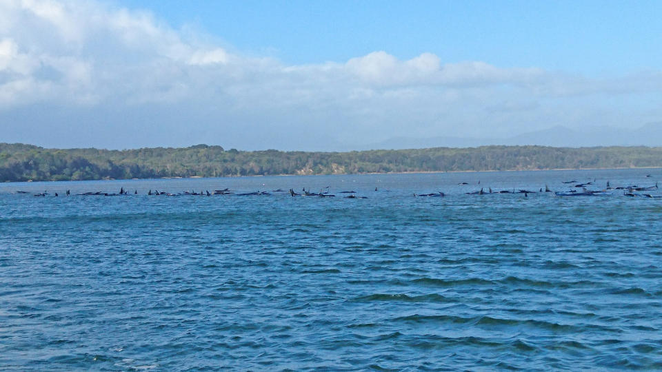 In this handout provided by Tasmania Police, hundreds of pilot whales are seen stranded on a sand bar on September 21, 2020 in Strahan, Australia. (Photo by Tasmania Police via Getty Images)