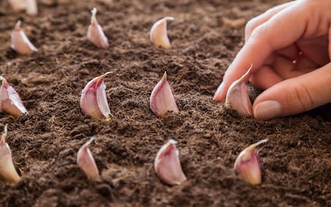 Woman's hand planting small garlic in the ground - Credit: Getty Images Contributor