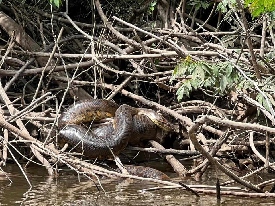 A new snake species, the northern green anaconda, sits on a riverbank in the Amazon's Orinoco basin.