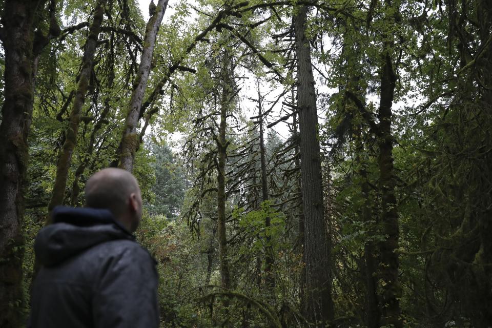 Property manager James Bailey looks at a dead Douglas fir among several dead western red cedars at Magness Memorial Tree Farm in Sherwood, Ore., Wednesday, Oct. 11, 2023. Firmageddon and Douglas fir die-offs have been linked to a combination of drought weakening trees and insect pests moving in for the kill. (AP Photo/Amanda Loman)