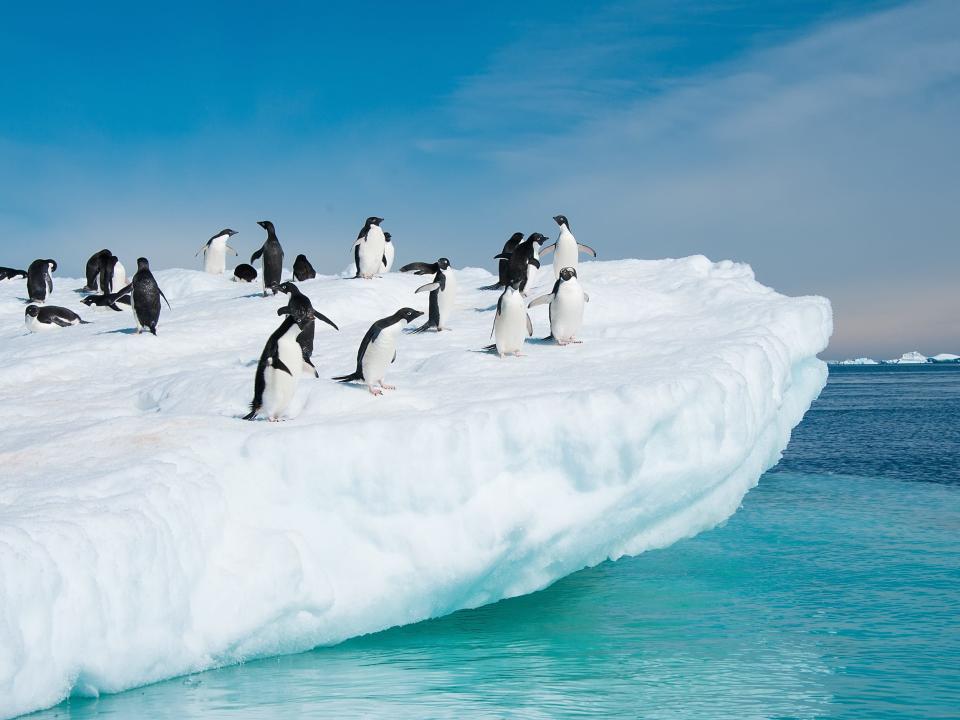 Penguins on a glacier