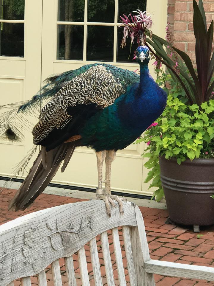 A majestic Kingwood peacock has an interesting history related to art, symbolism and Christmas dining.