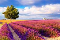 <p><strong>Karen Lubeck, </strong><em>Associate Research Editor: </em>The lavender fields of Provence</p>