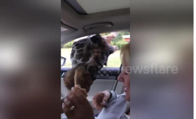 Giraffe steals ice cream on drive-through safari