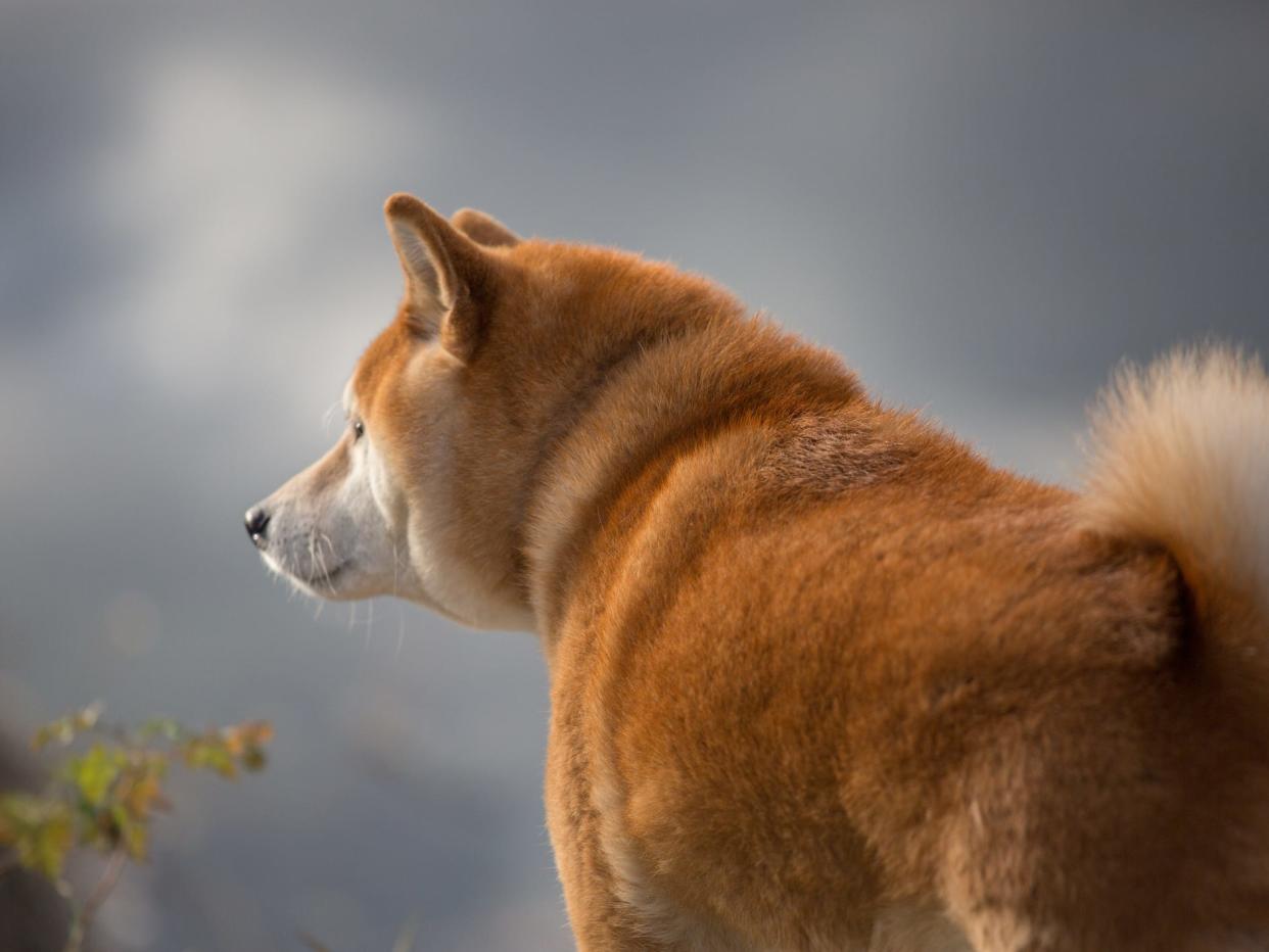 A Shiba Inu taking a walk.