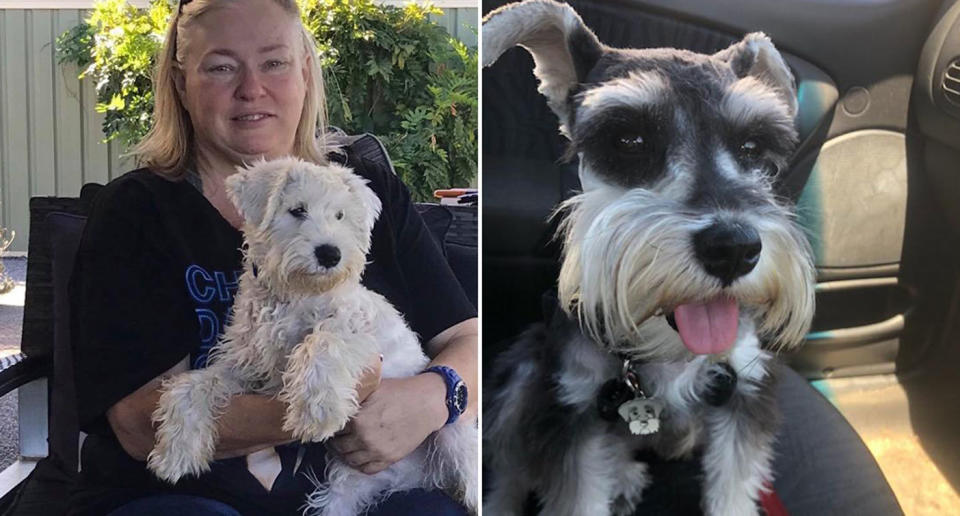 Glenda Howes is appealing for the return of her dogs Moby (left) and Huffington (right). She claims they were stolen from her Eaton home. Moby is being trained as a service dog for her daughter. Source: Facebook/ Glenda Howes