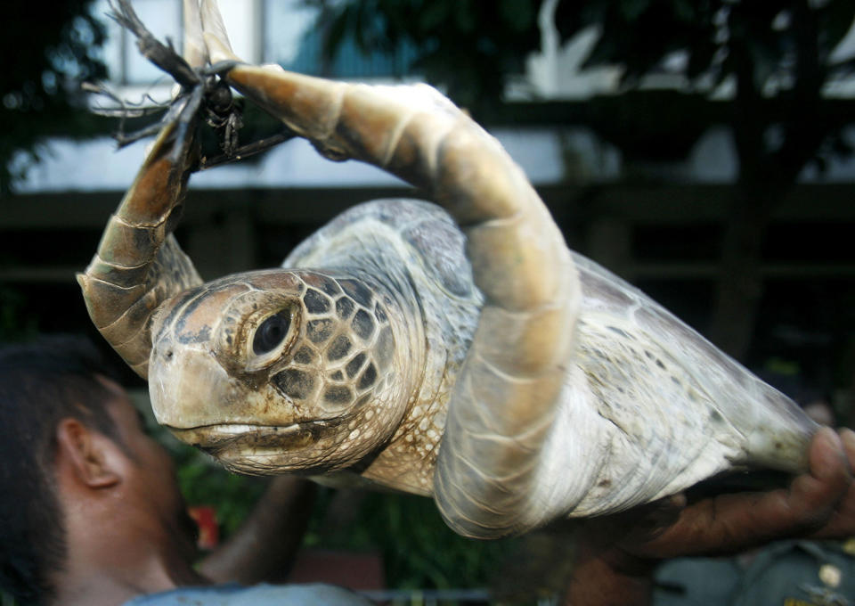 <p>A worker holds a green turtle (Chelonia mydas) after unloading it from a truck in Denpasar, capital city of the province of Bali, May 19, 2010. Police said on Tuesday they foiled an attempt to smuggle 71 green turtles for food. The turtles, caught in the waters off Sulawesi Island, have an average weight of 100 kilograms (220 pounds). (Photo: Murdani Usman/Reuters) </p>