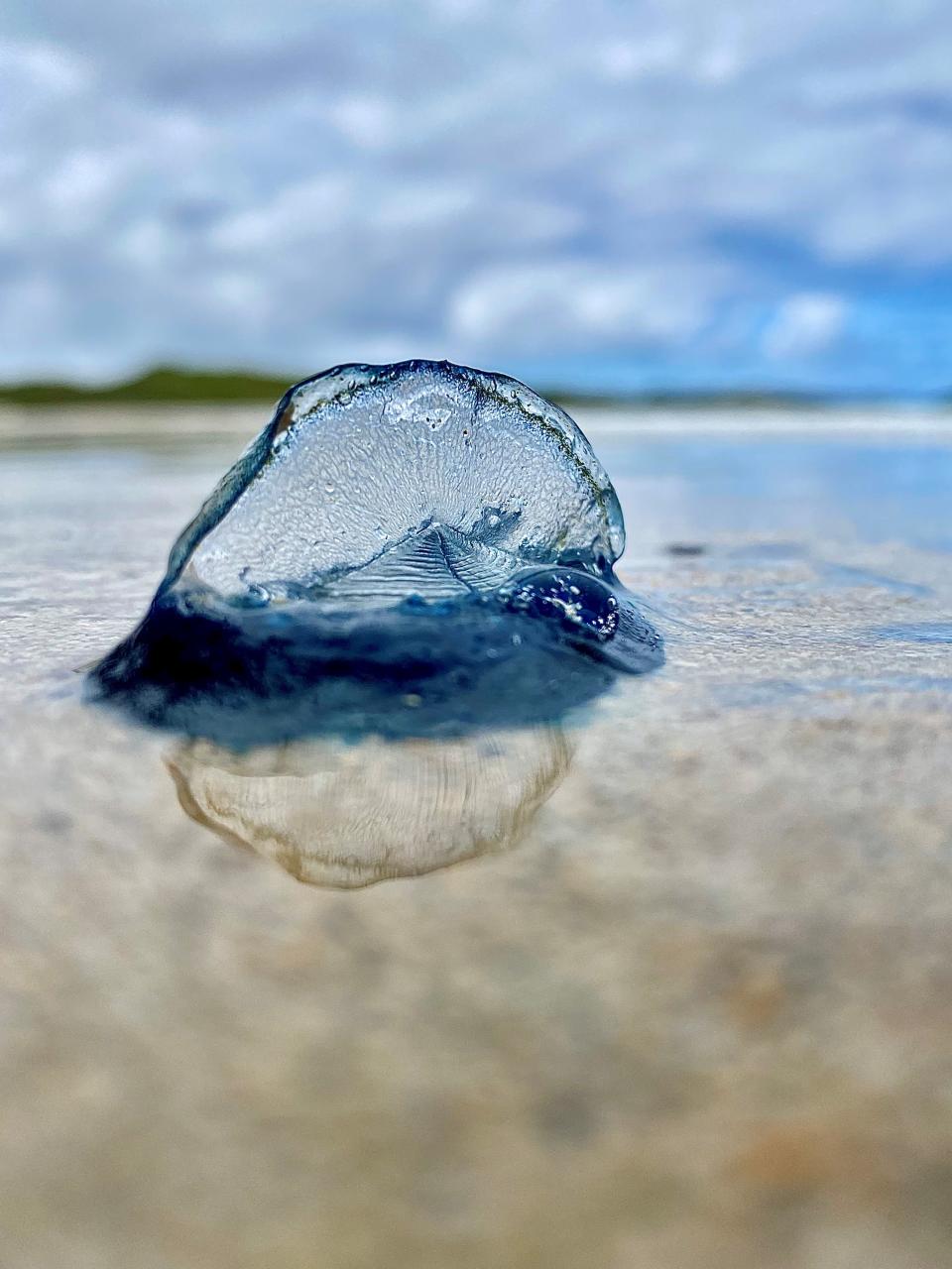 RSPCA Young Photographer of the Year