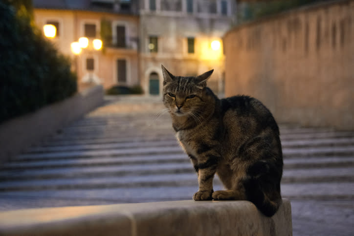 <p>Si fueras gato o perro, querrías vivir en Italia. Allí, los animalitos (siempre que se comporten bien y viajen con correa), son bienvenidos en varias locaciones. Foto: Rossana Coviello / Getty Images </p>