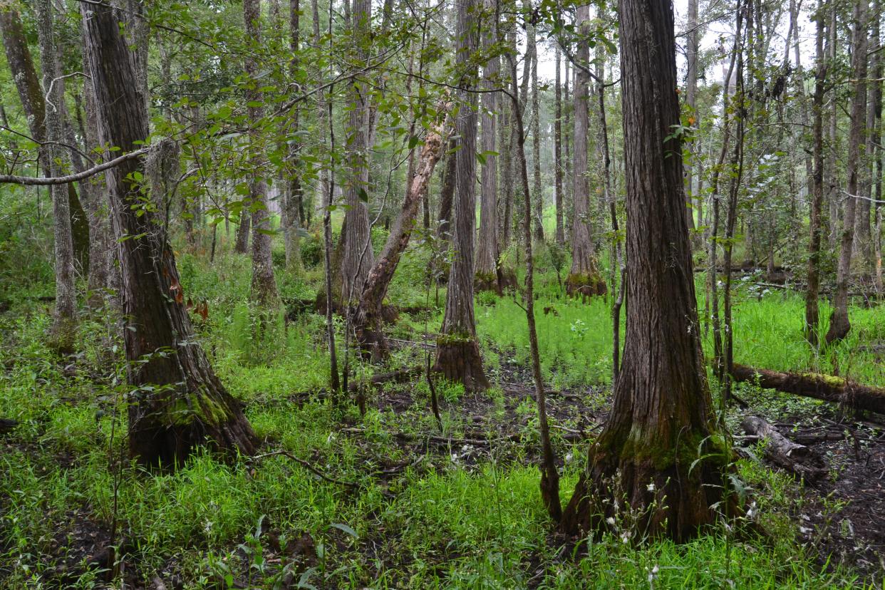 More than 1,200 acres of newly protected land in Hampton County, South Carolina, is dominated by bottomland hardwood trees along more than two miles of a tributary feeding the Savannah River.