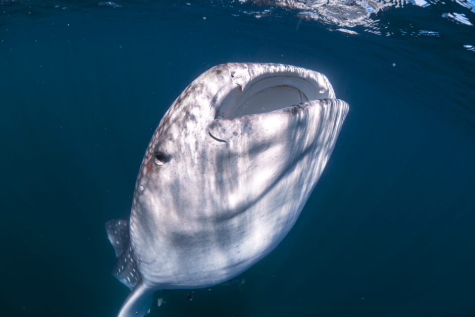 <em>Whale sharks are docile fish and will often shy away from anything they feel threatened by (SWNS)</em>