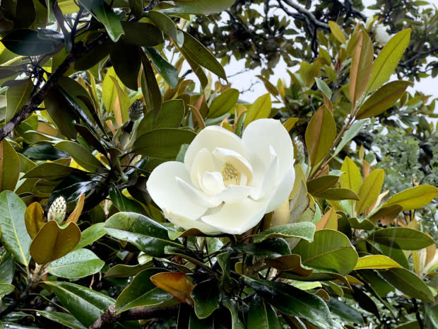 Evergreen magnolia, the Mississippi state flower<p>iStock</p>