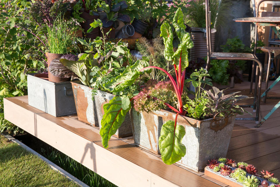 ADD POTTED CROPS TO BRING PRODUCTIVITY TO YOUR PATIO