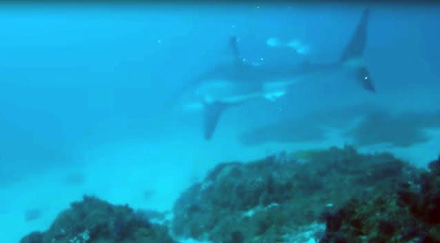 The shark came within two metres of Mr Bock. Source: Youtube/StevenBock